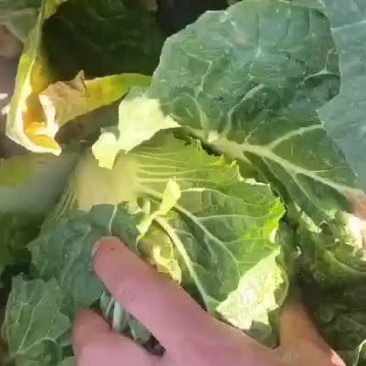精品大娃娃菜