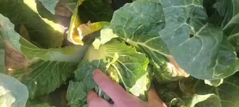 精品大娃娃菜