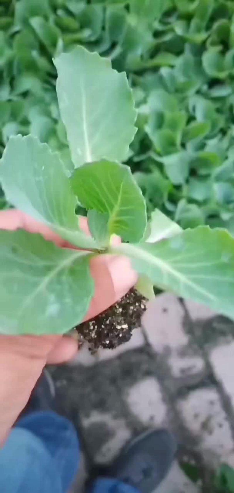 甘兰苗
