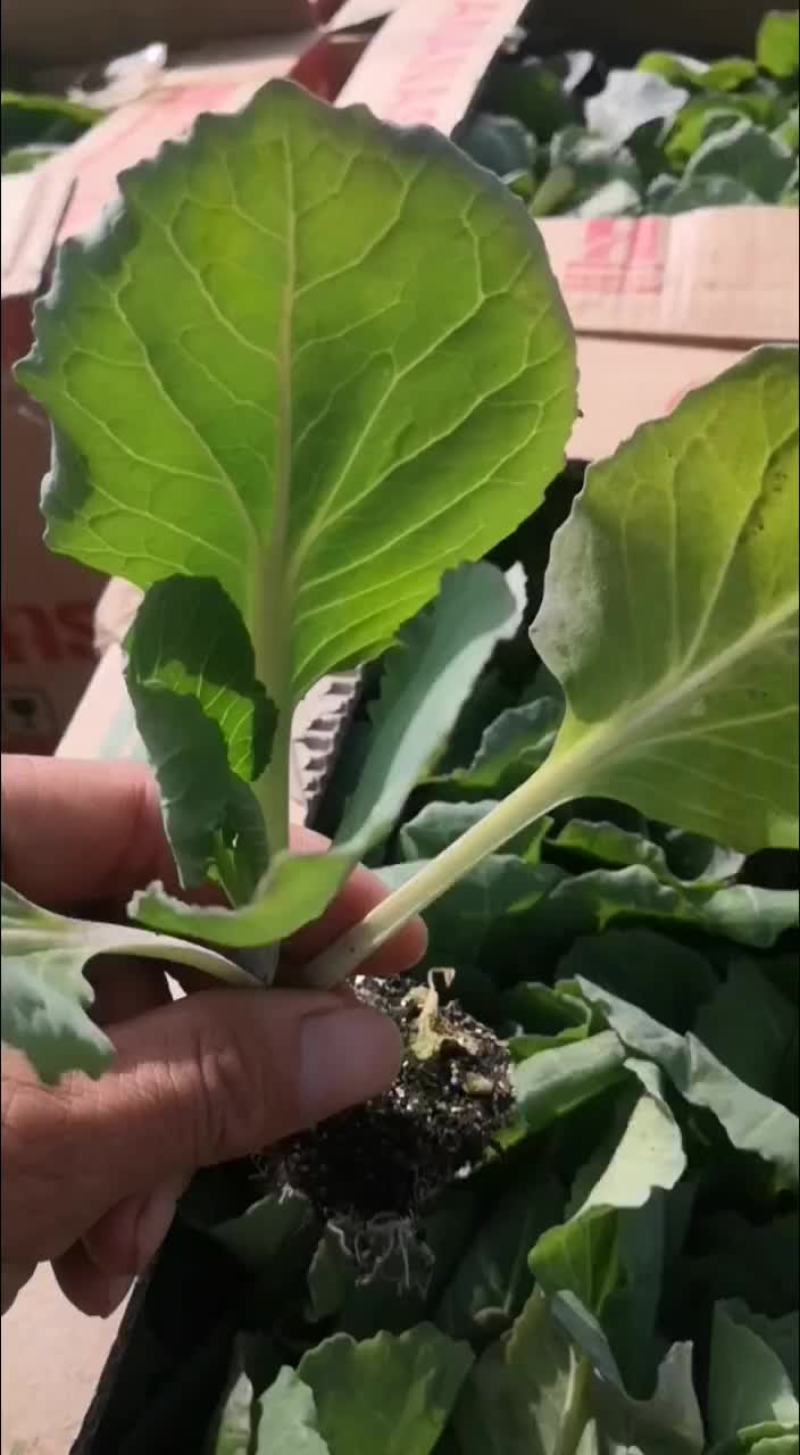 甘兰苗