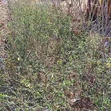 金雀花