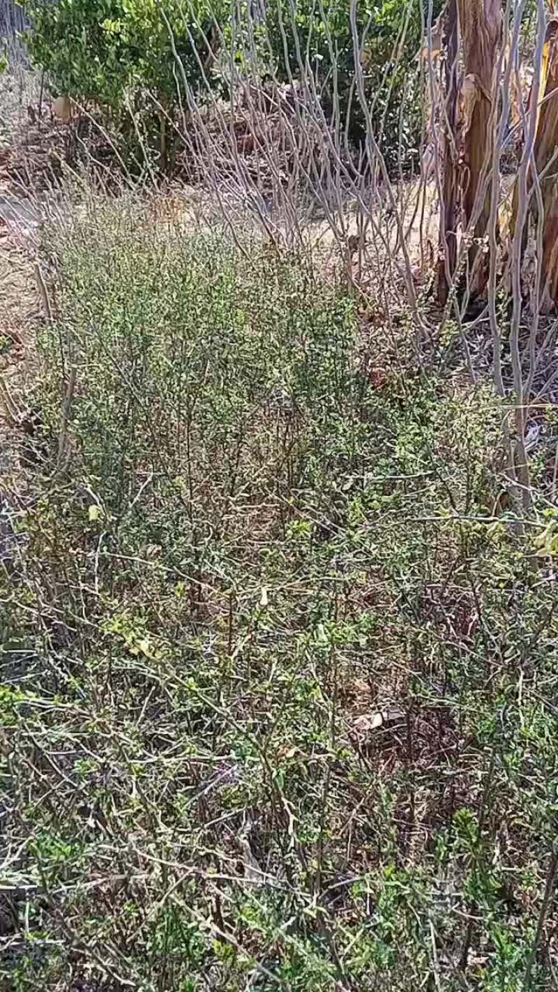 金雀花