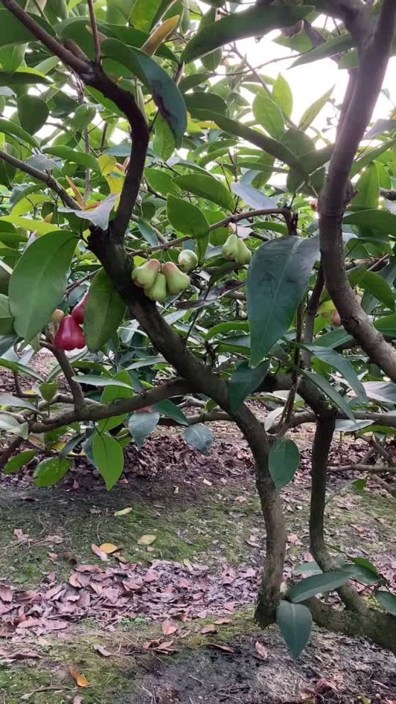 莲雾