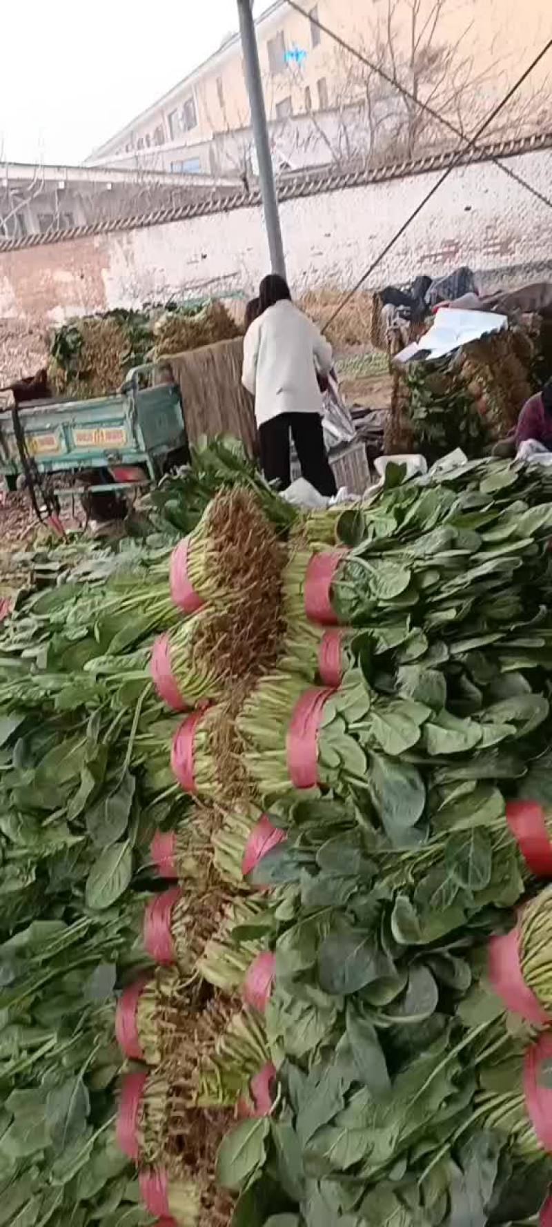 永年菠菜
