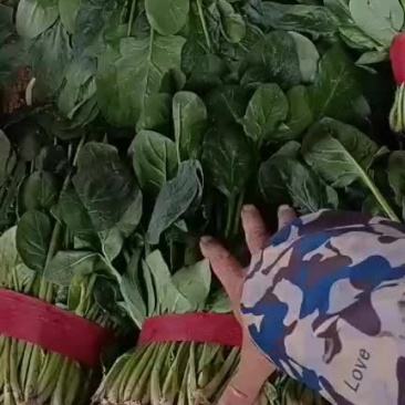 永年菠菜