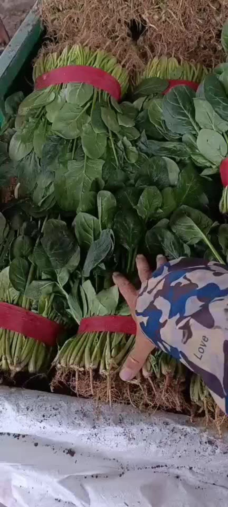 永年菠菜