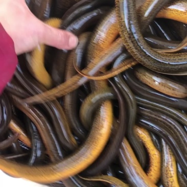 黄鳝食用活鱼