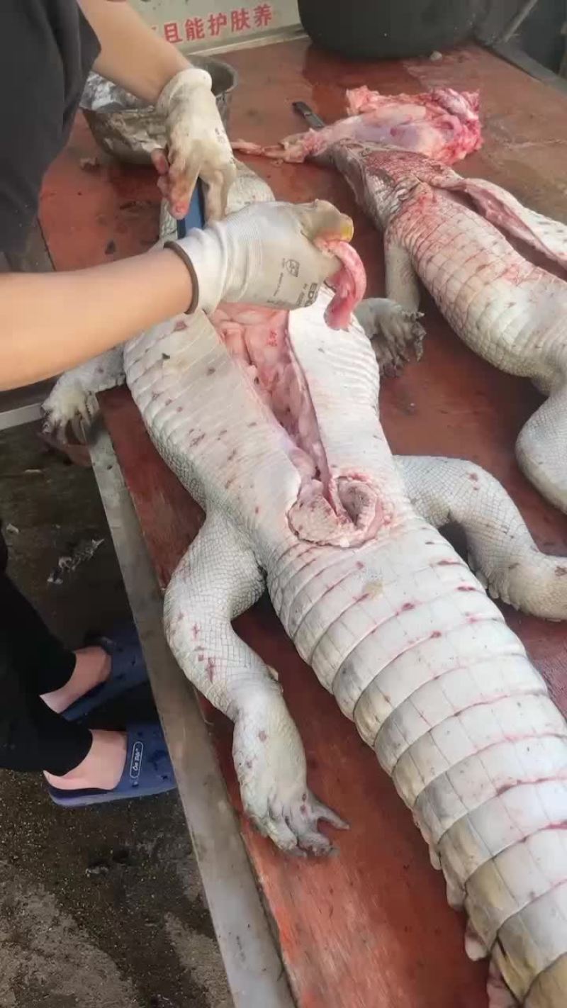 鳄鱼肉批发，商品鳄鱼，量大从优，支持全国发货