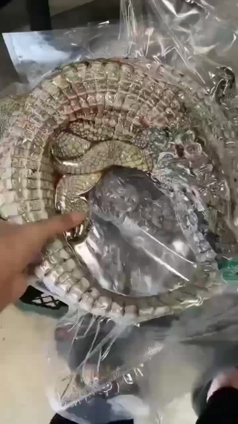 鳄鱼肉批发，商品鳄鱼，量大从优，支持全国发货