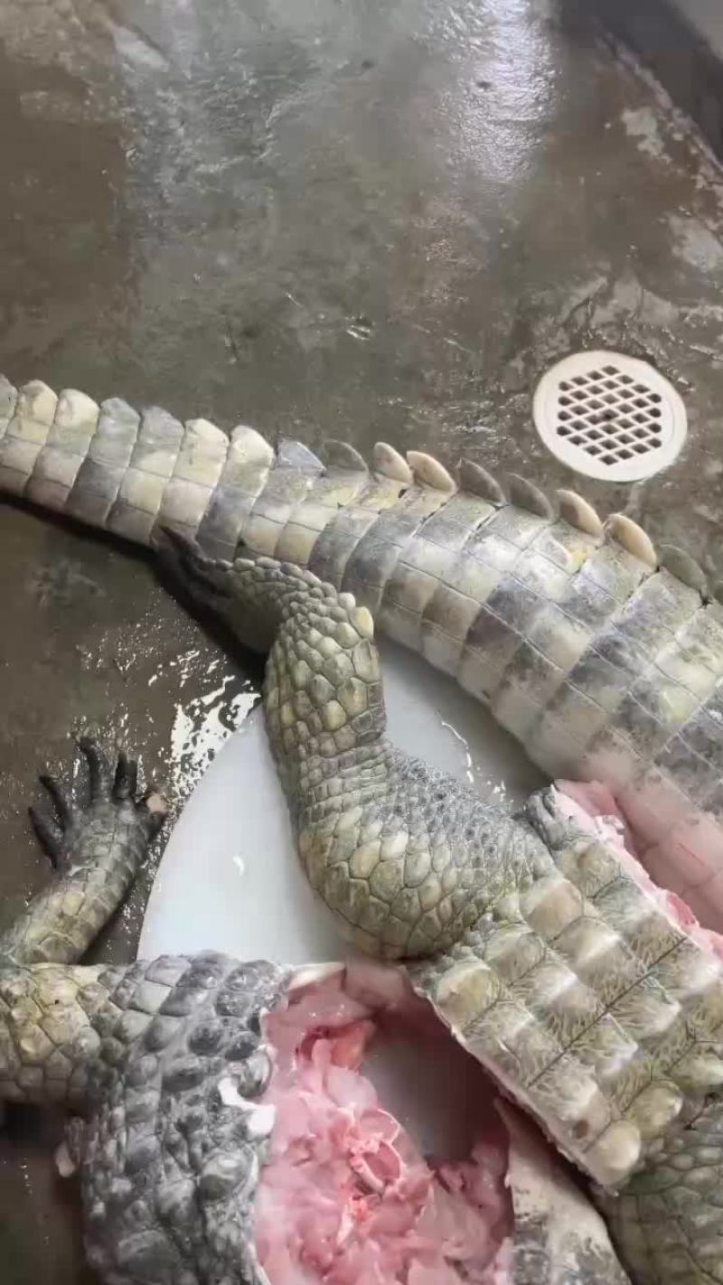 鳄鱼肉批发，商品鳄鱼，量大从优，支持全国发货