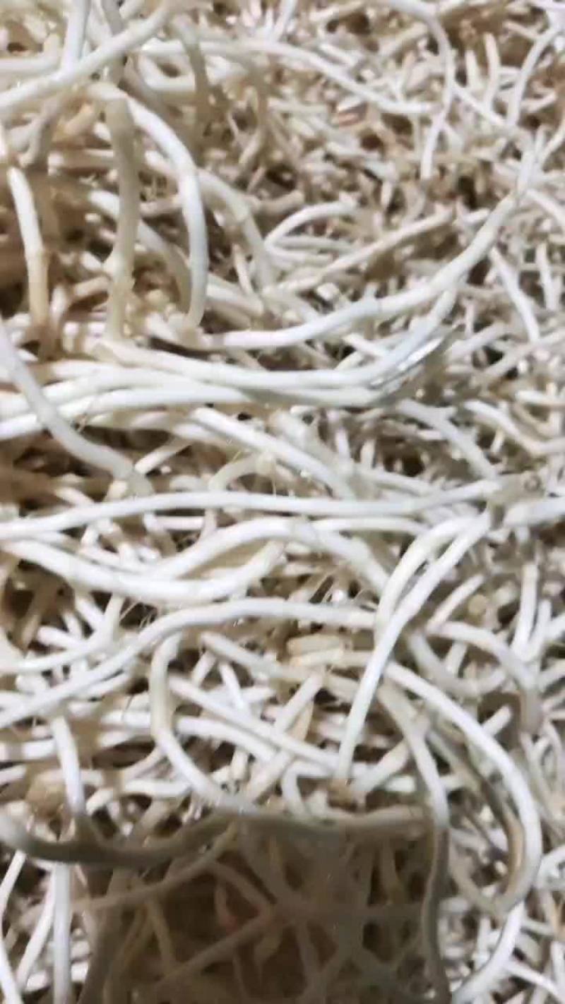 鱼腥草，折耳根