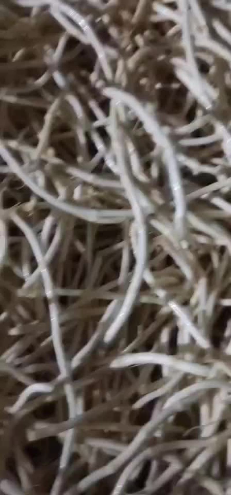 鱼腥草，折耳根