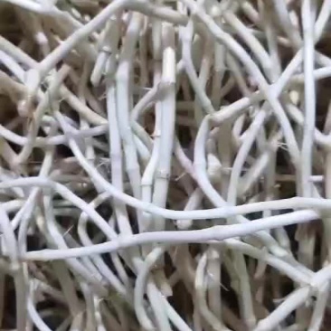 鱼腥草，折耳根