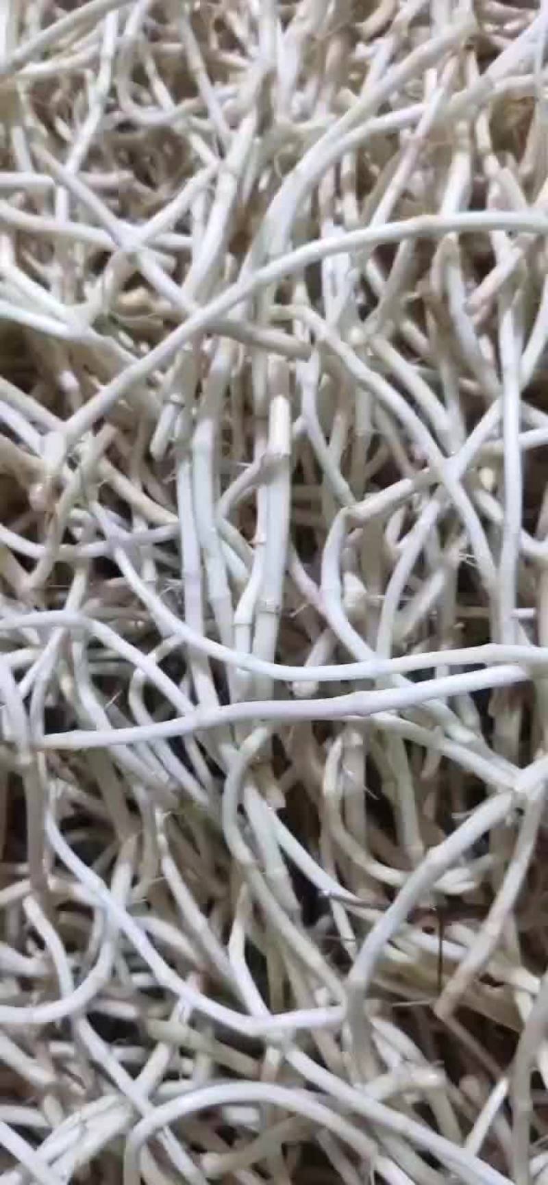 鱼腥草，折耳根