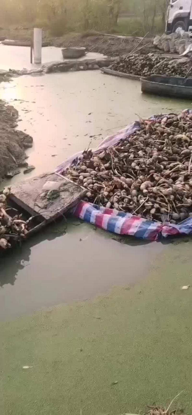 鄂莲六号
