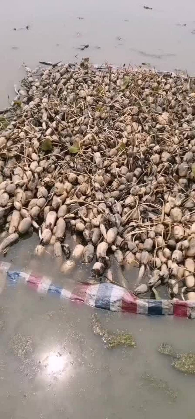鄂莲六号