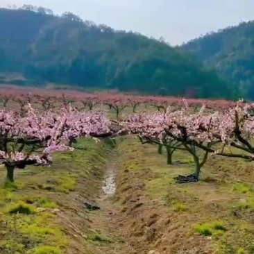 世外桃源十里桃花农庄出租或转让
