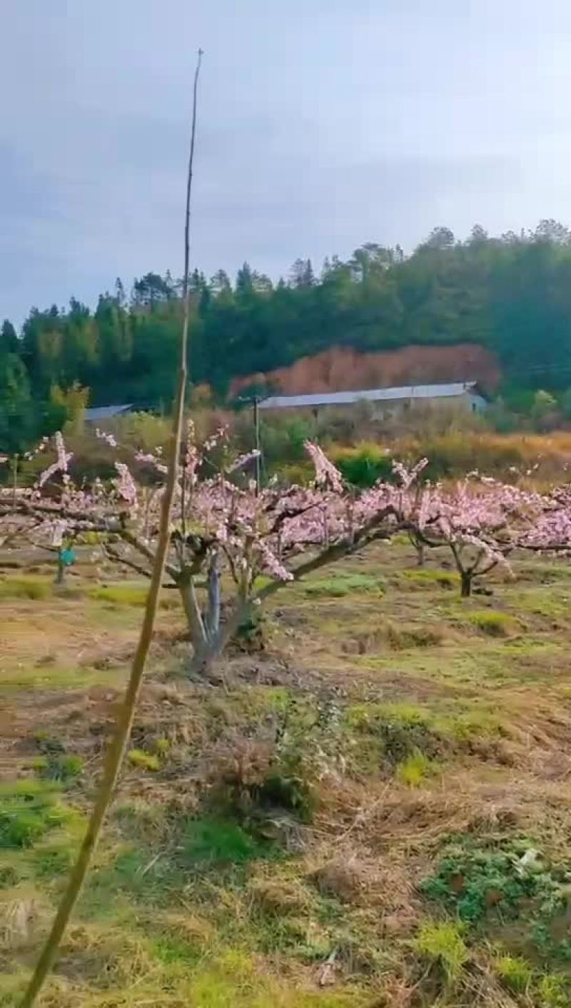世外桃源十里桃花农庄出租或转让