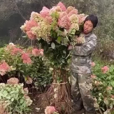 木绣球精品小苗多分枝成活率高当天发货可指导种植