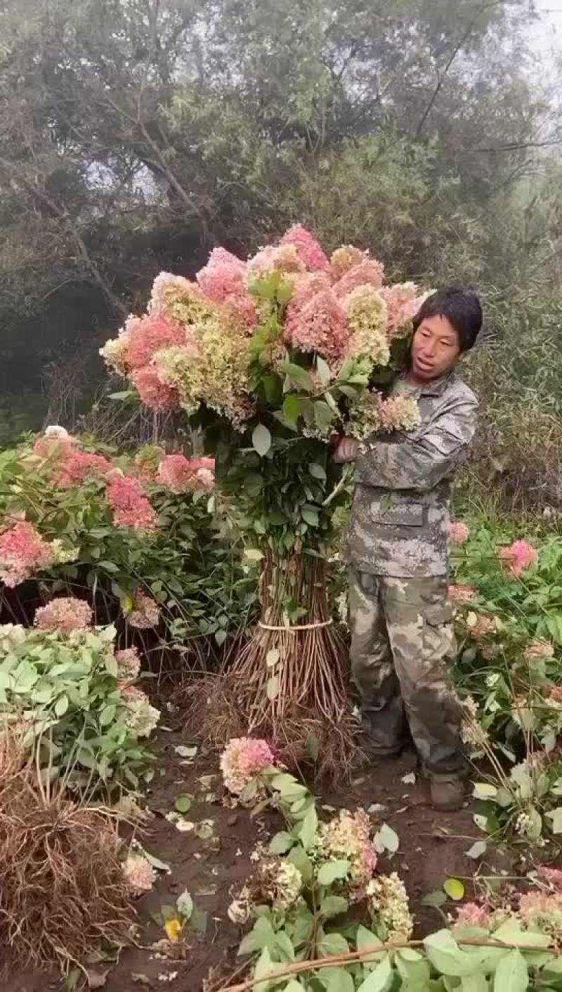 木绣球精品小苗多分枝成活率高当天发货可指导种植