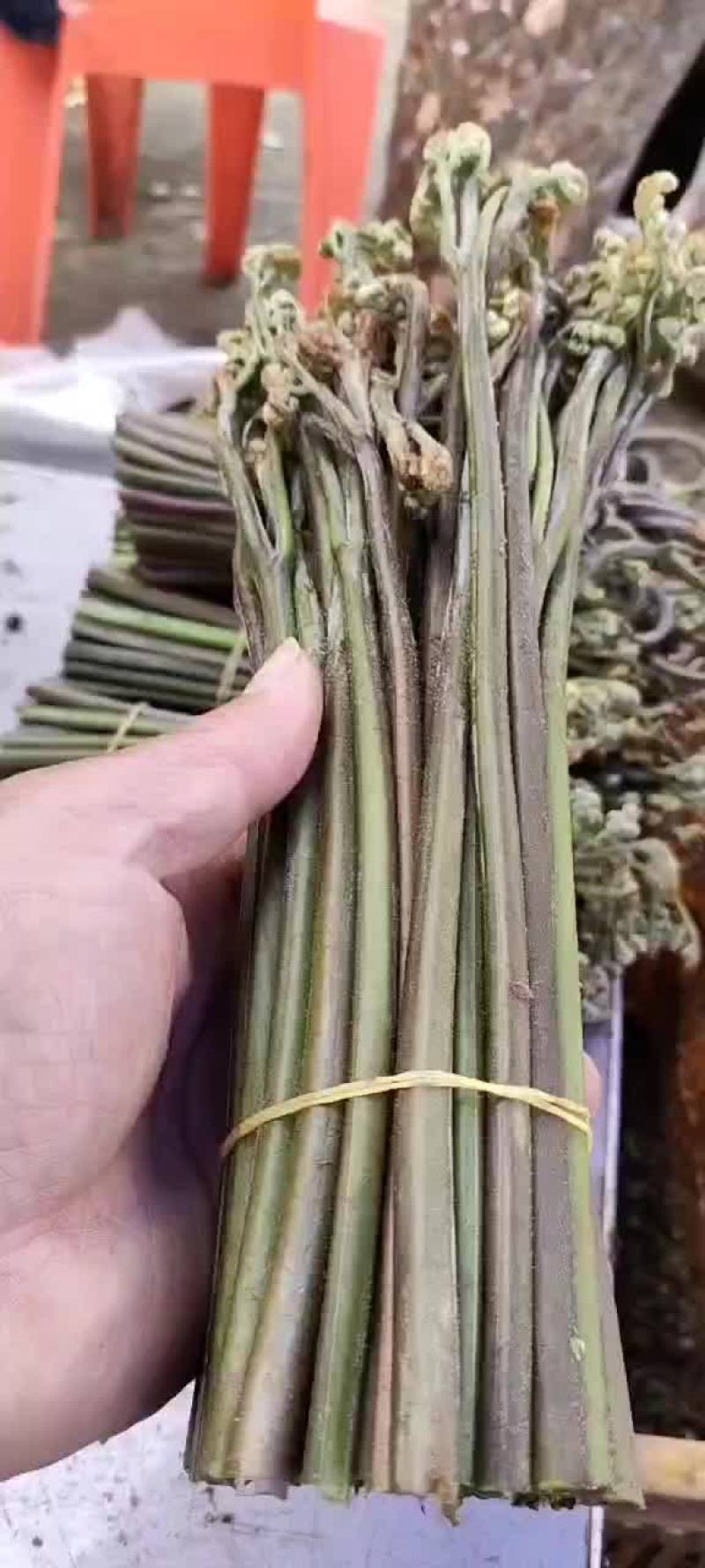 大量收购蕨菜