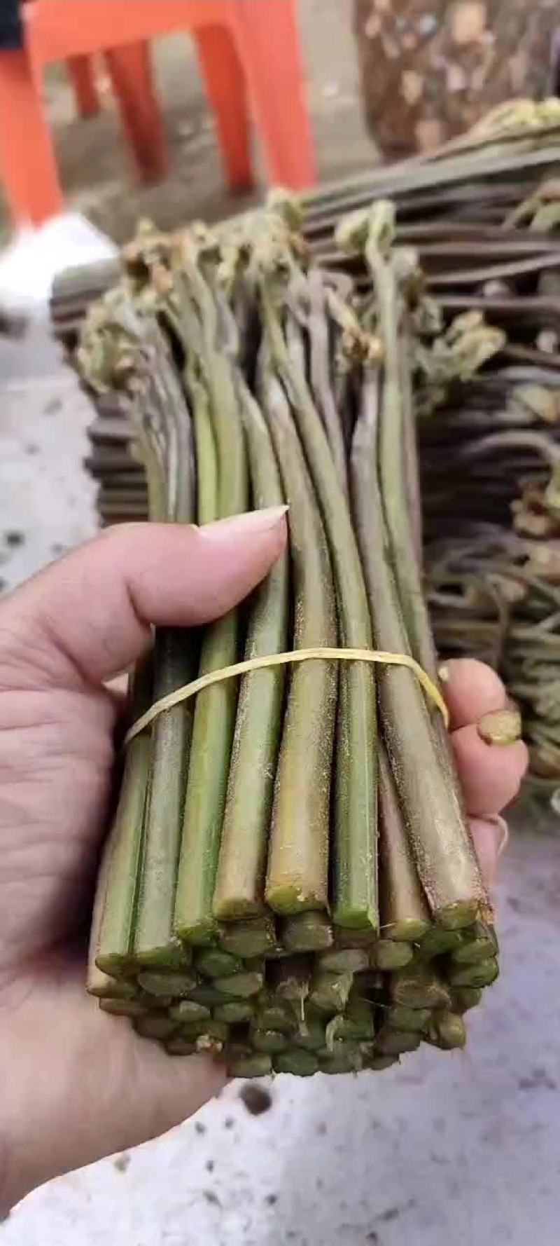 大量收购蕨菜