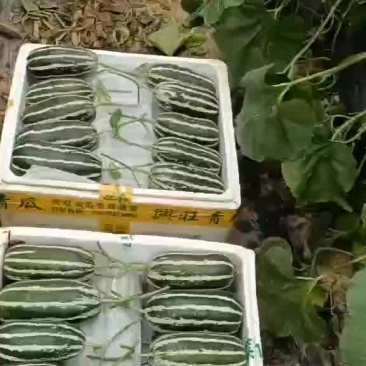 热销品种，采摘中