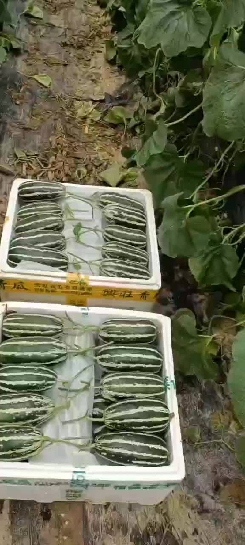 热销品种，采摘中