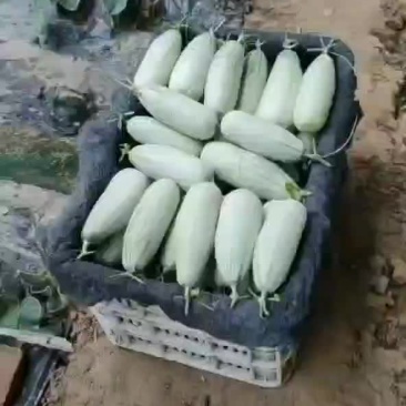 热销商品，博洋甜瓜