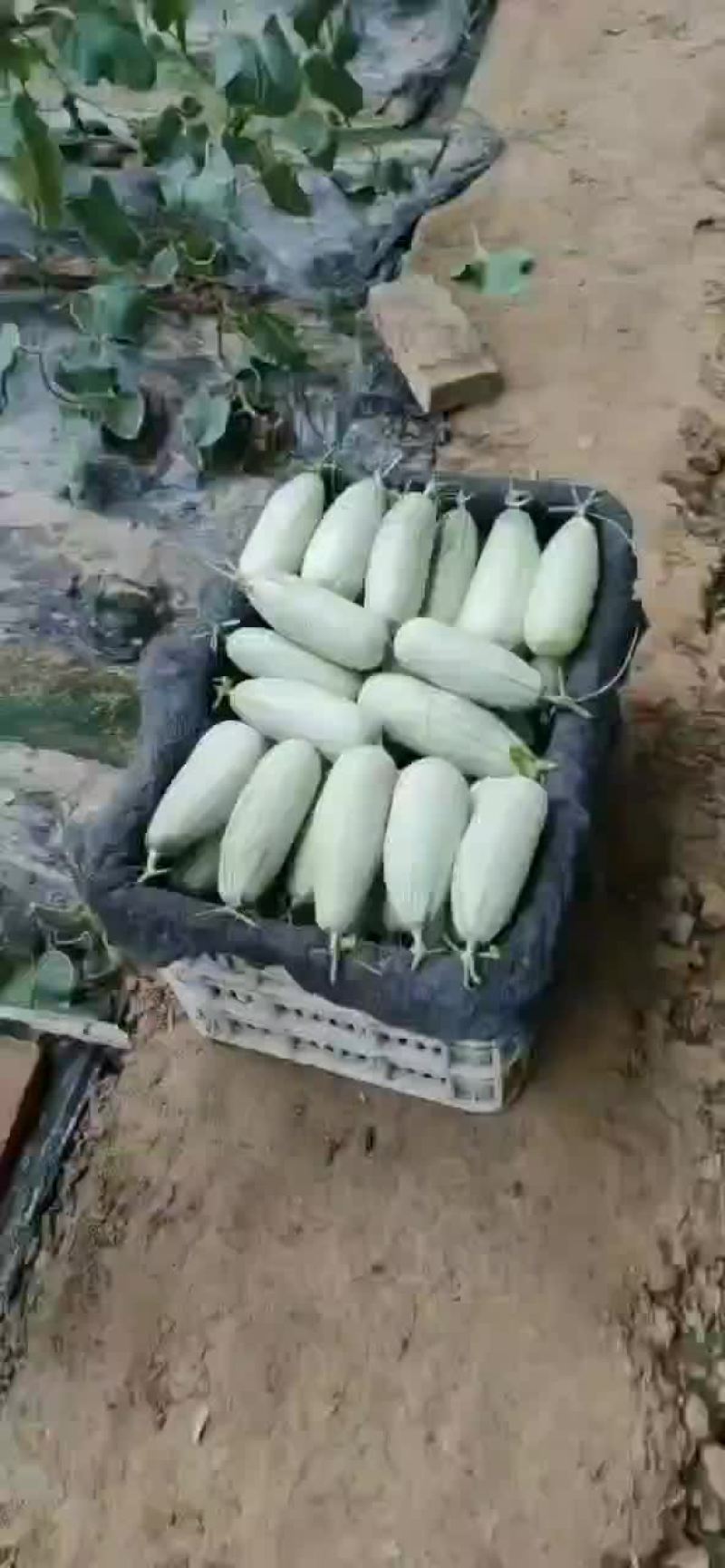热销商品，博洋甜瓜