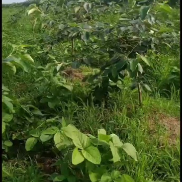 一年四季有机蔬菜预定