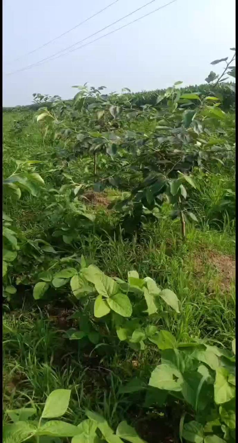 一年四季有机蔬菜预定