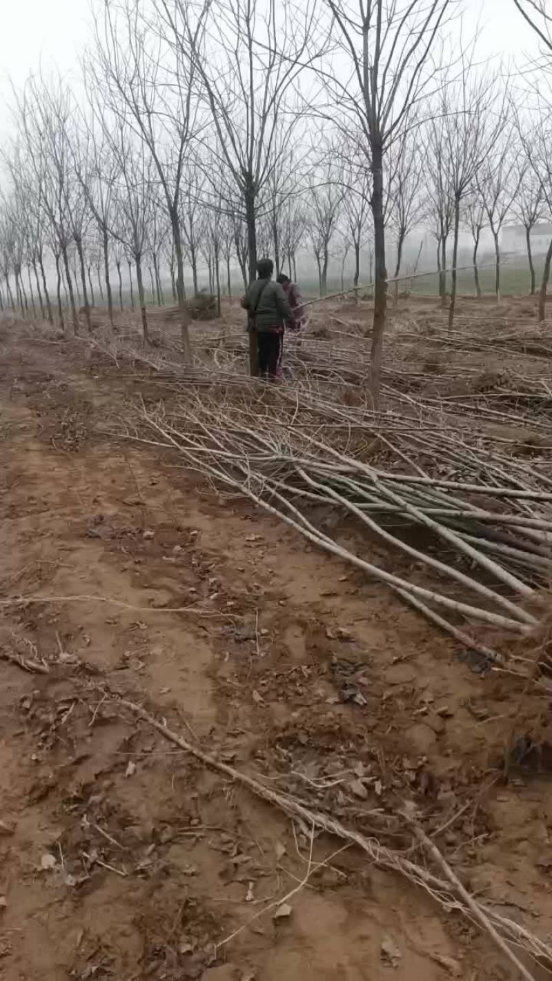 107速生杨树苗大量有货需要的联系