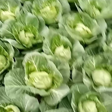 我们这包菜大量上市，有要的客户老板联系我品质优，价格低，