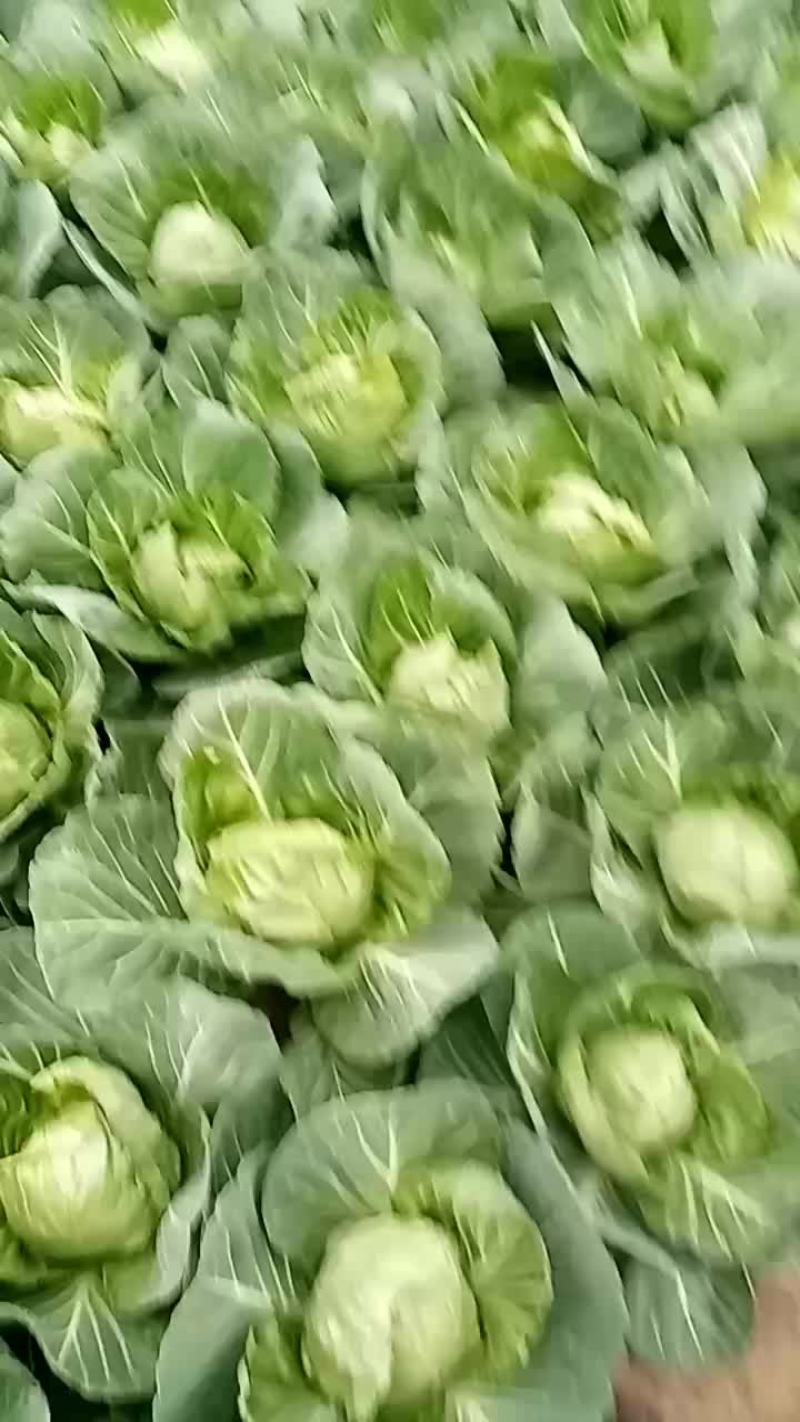 我们这包菜大量上市，有要的客户老板联系我品质优，价格低，