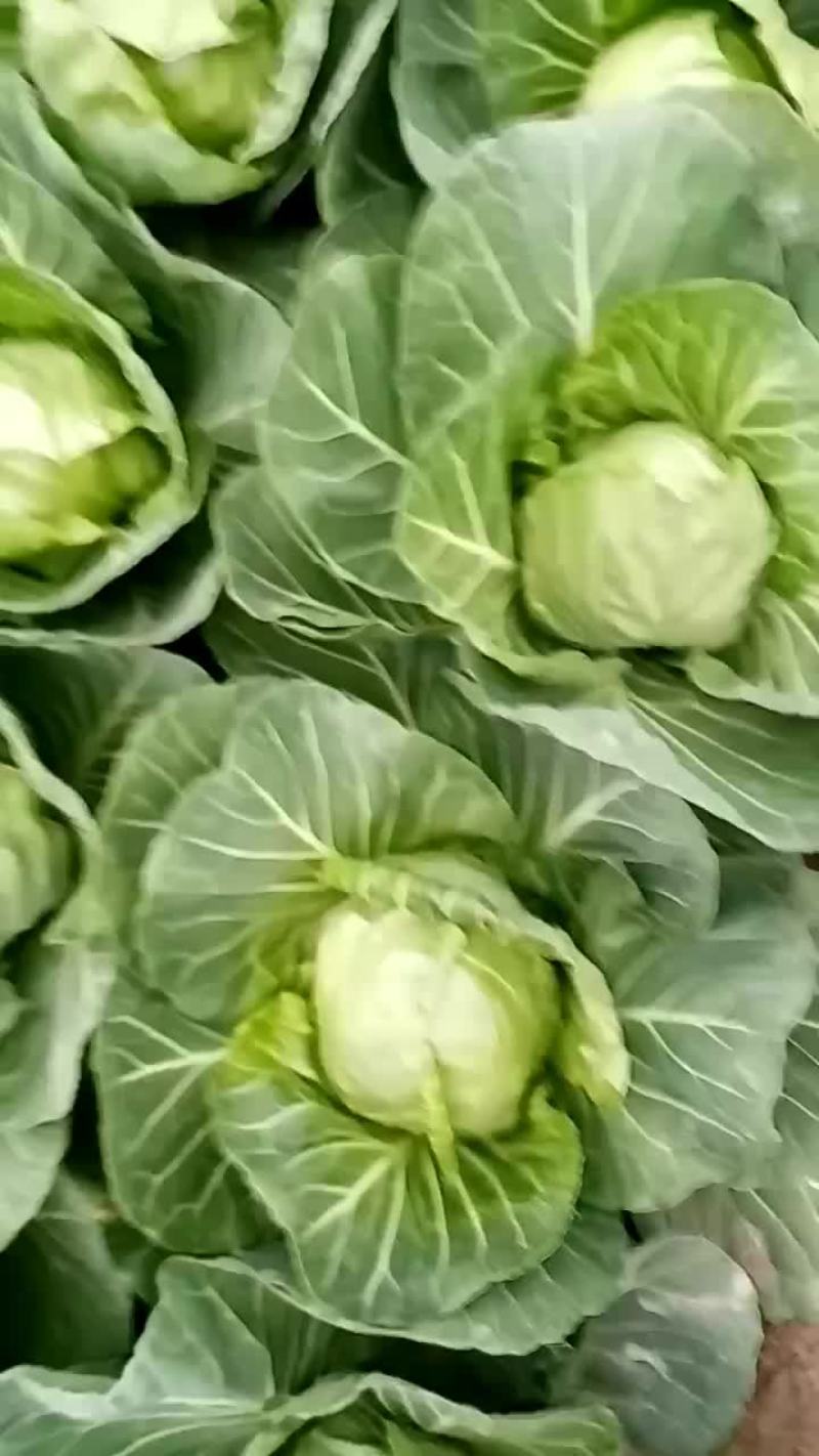 我们这包菜大量上市，有要的客户老板联系我品质优，价格低，