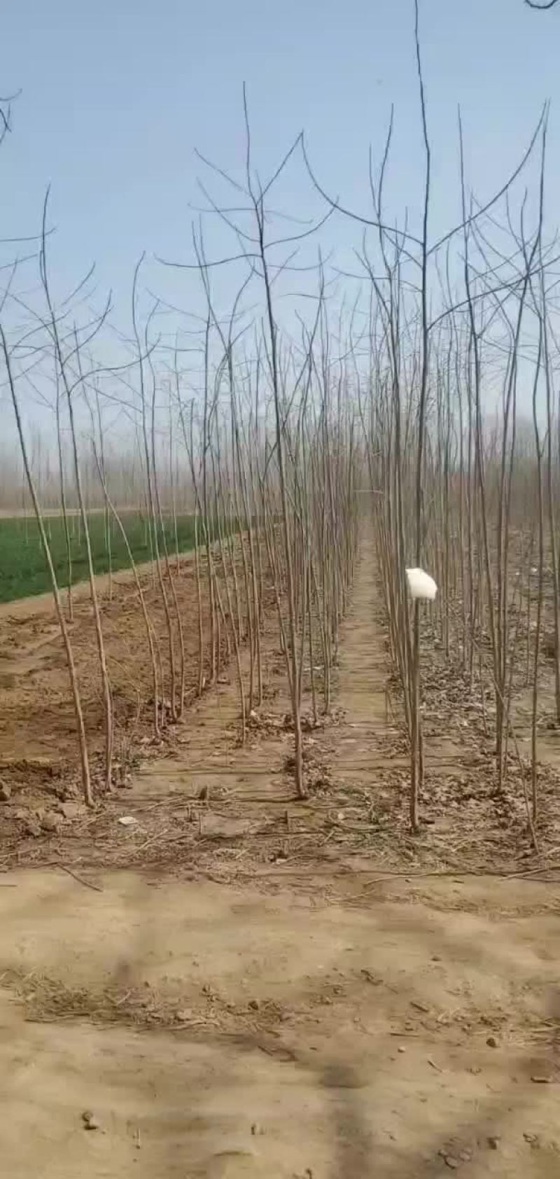 14大量