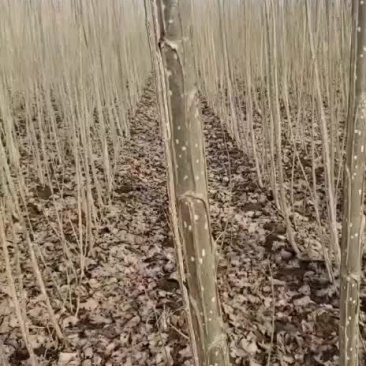 大量