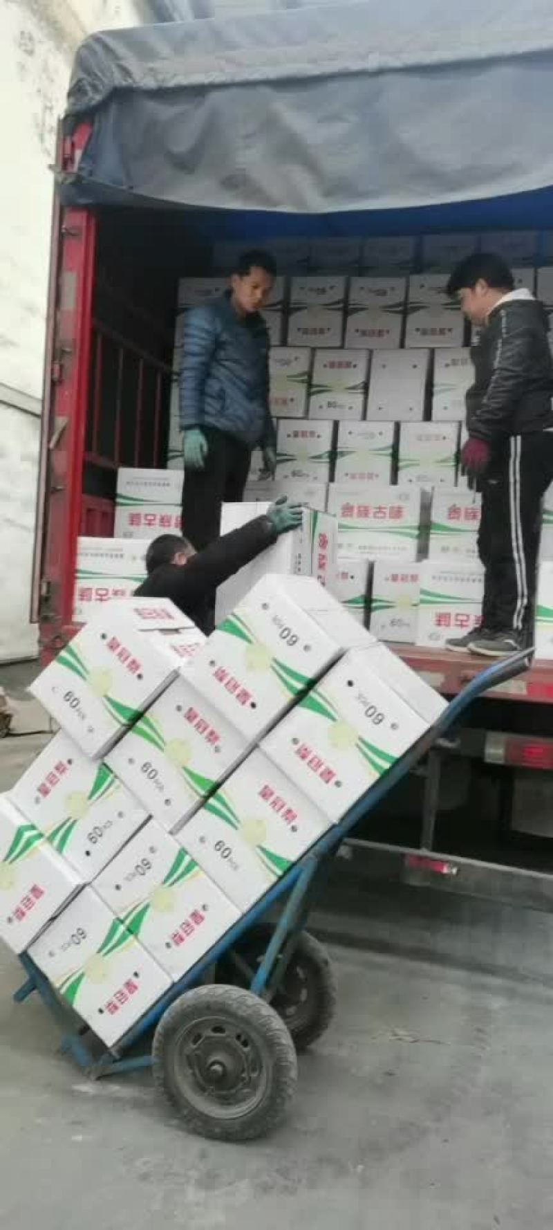 皇冠梨