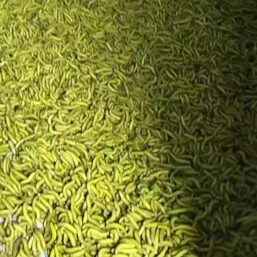 豆丹，豆丹卵