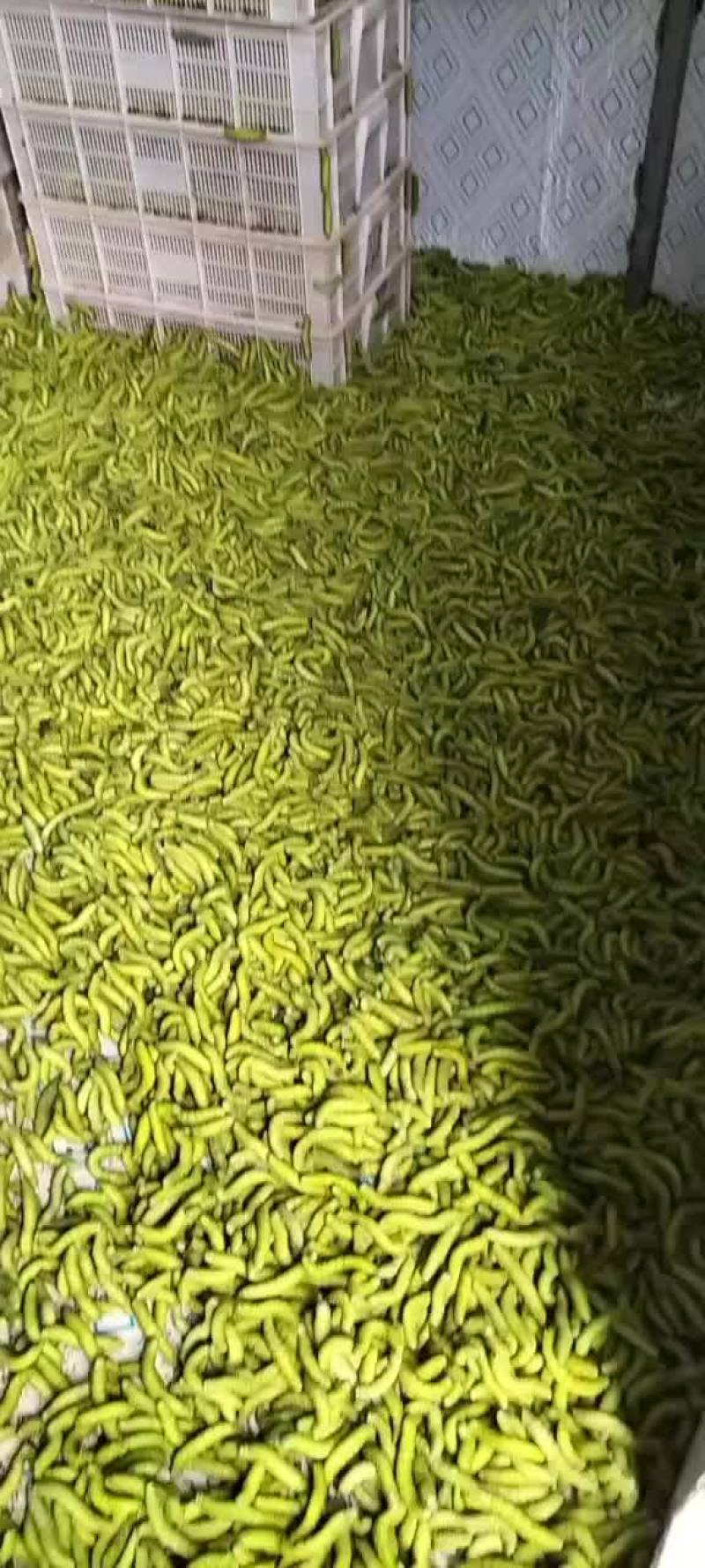 豆丹，豆丹卵
