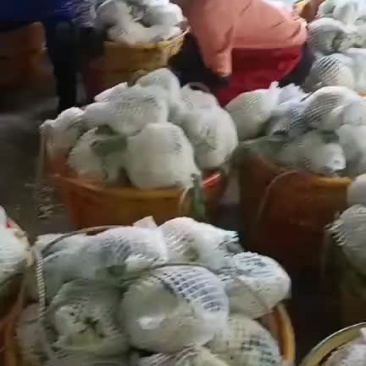 花菜，需要的联系