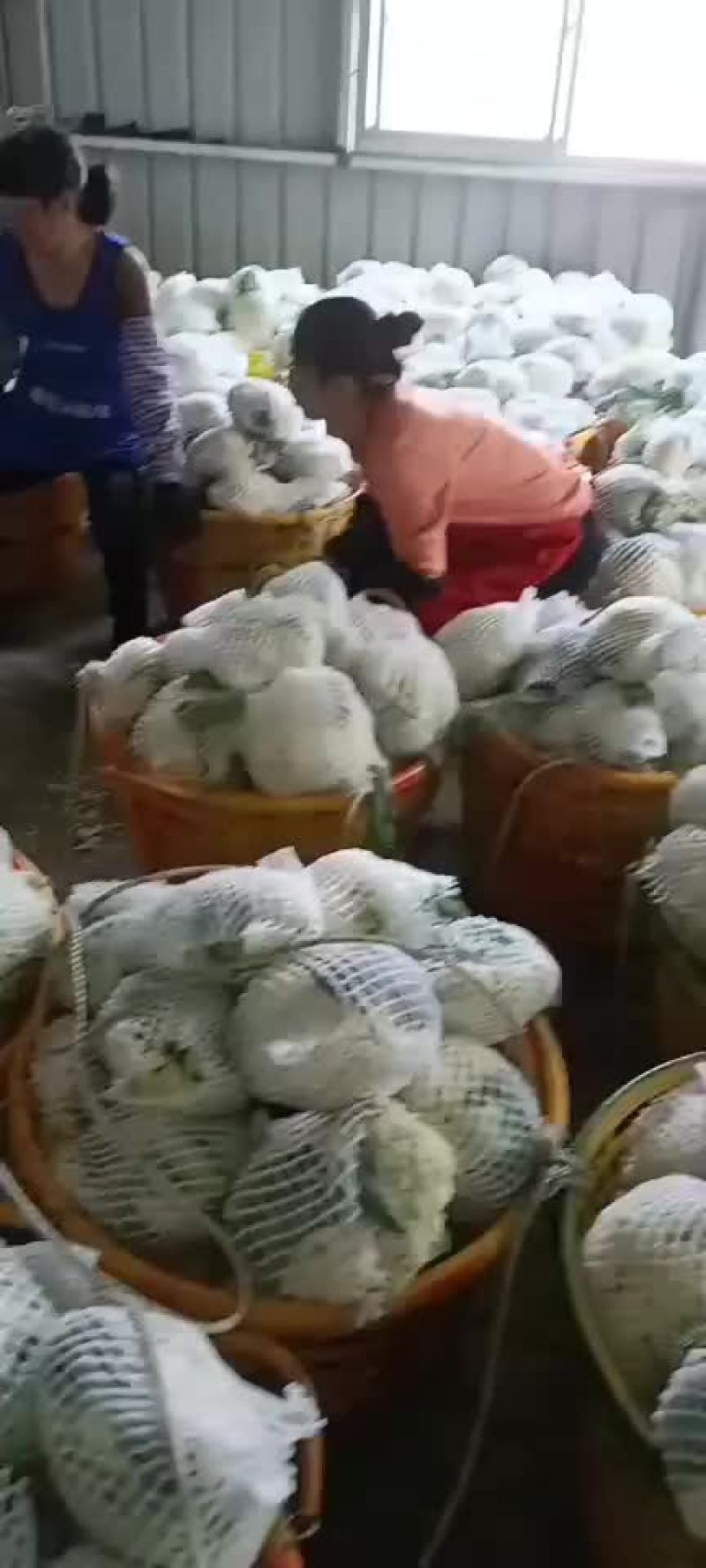 花菜，需要的联系