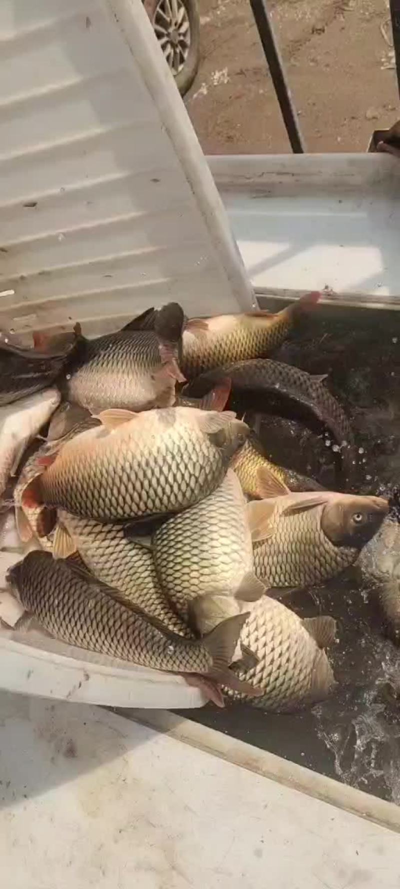 鲤鱼大鲤鱼可以下塘