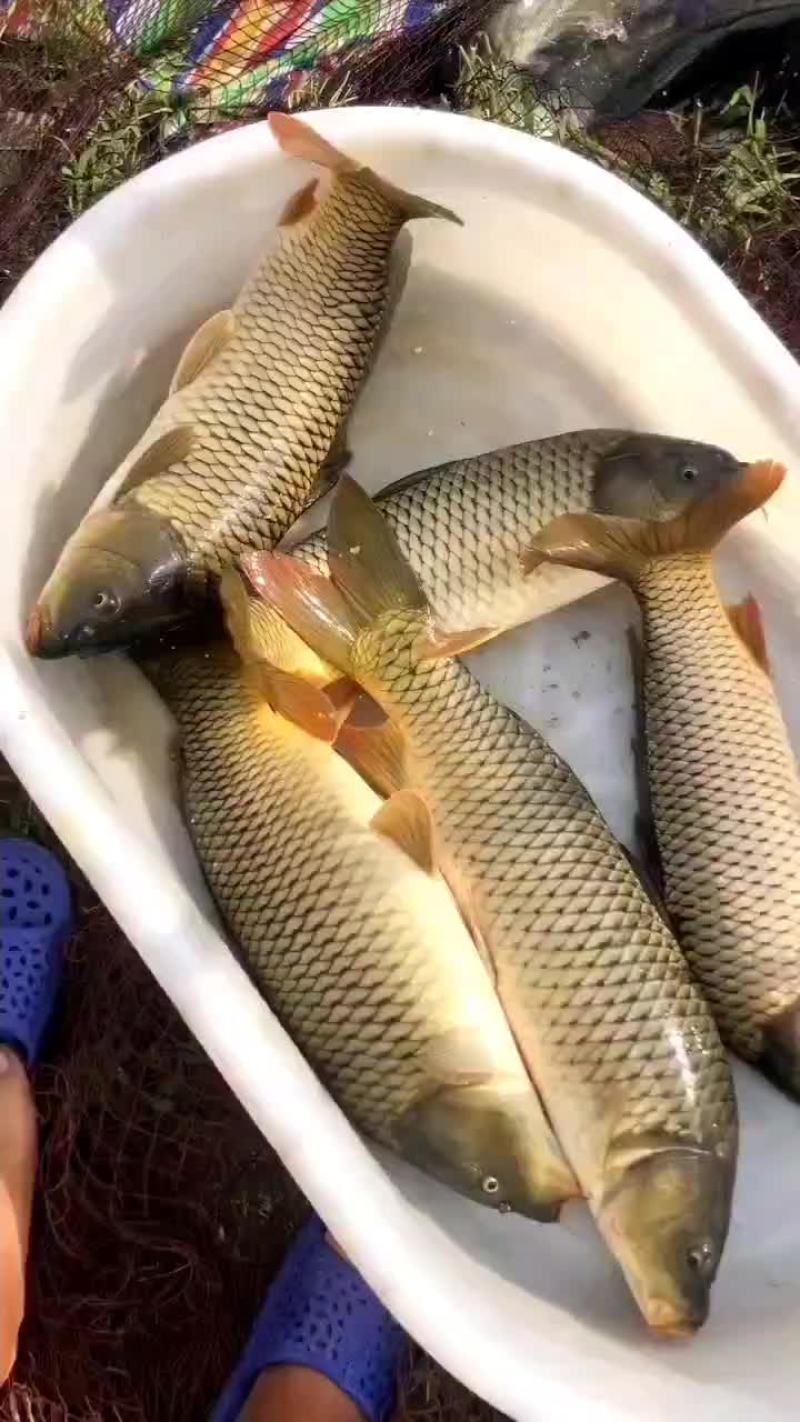 鲤鱼大鲤鱼可以下塘