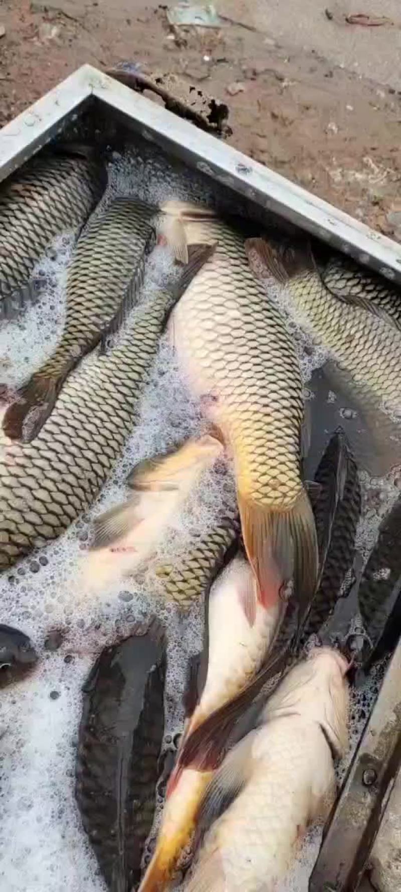 鲤鱼大鲤鱼可以下塘