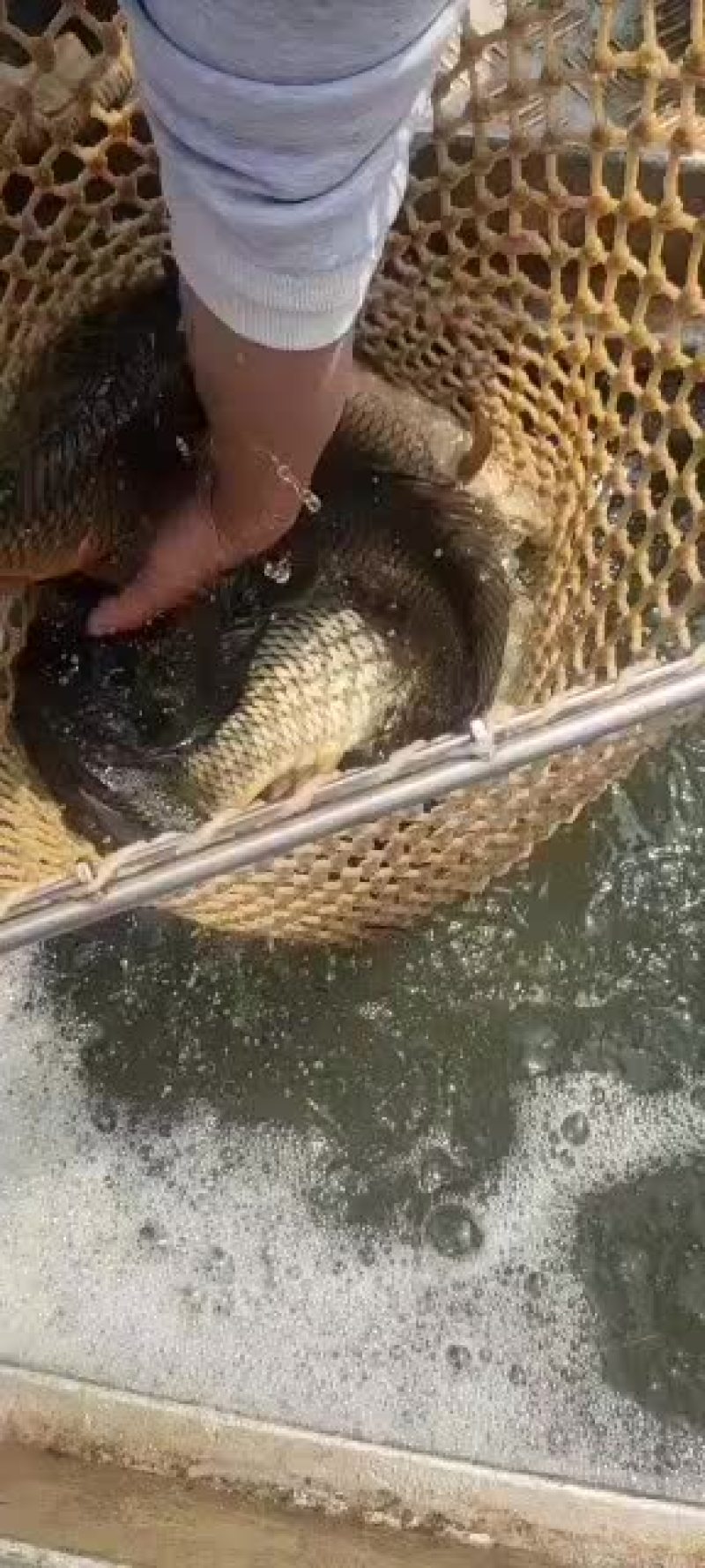 鲤鱼大鲤鱼可以下塘