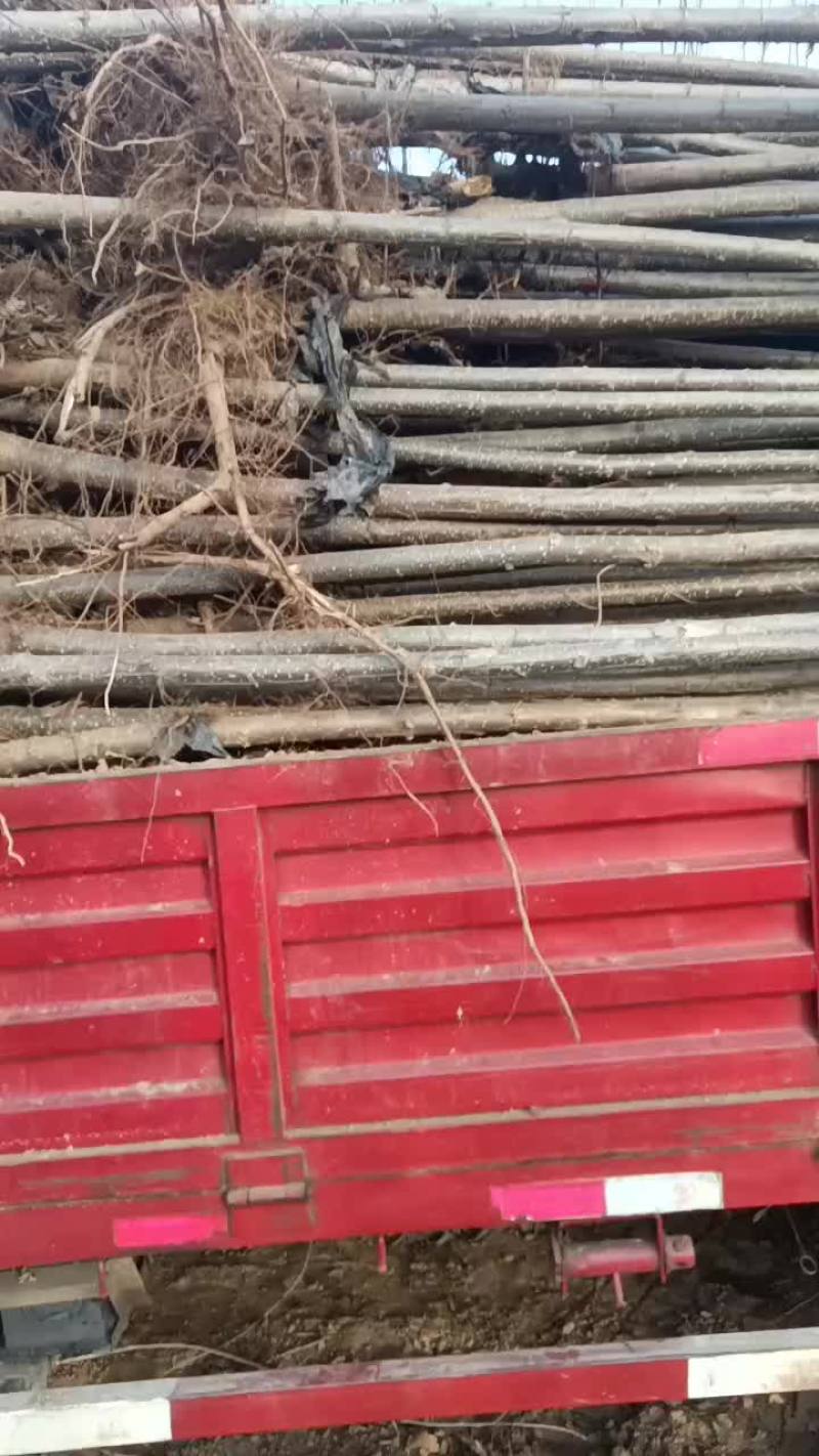 107速生杨树苗大量有货需要的联系