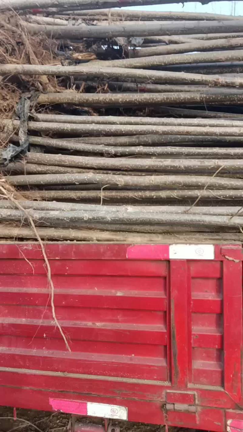 107速生杨树苗大量有货需要的联系