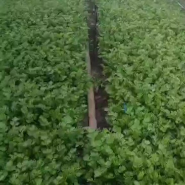 怀远县芹菜